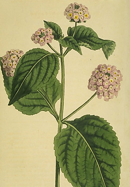 位圖 植物 花卉 花朵 藝術(shù)效果 免費(fèi)素材