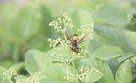蜜蜂圖片