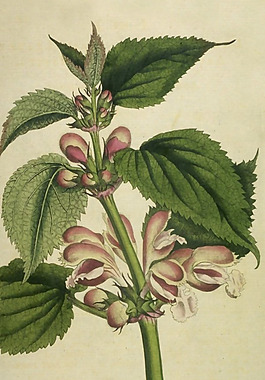 位圖 植物 花卉 樹(shù)葉 色彩 免費(fèi)素材