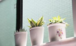 綠色植物圖片