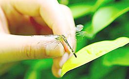 蜻蜓圖片