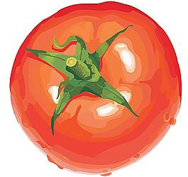 西紅柿圖片