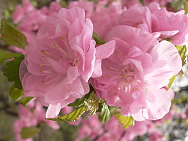 位圖 植物攝影 花卉 花朵 免費(fèi)素材