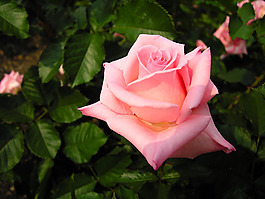 位圖 植物攝影 花卉 花朵 免費素材