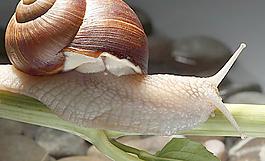 蝸牛圖片