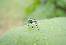 樹(shù)蠅圖片