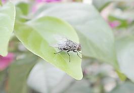 昆蟲(chóng)圖片