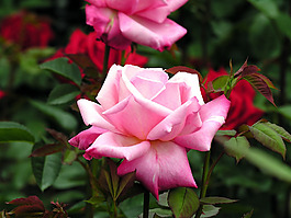 位圖 植物攝影 花卉 花朵 免費(fèi)素材