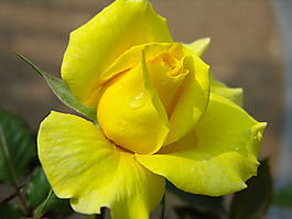 位圖 植物攝影 花卉 花朵 免費(fèi)素材