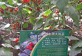 非洲大红茄图片