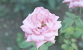 月季花圖片