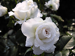 位圖 植物攝影 花卉 花朵 免費素材