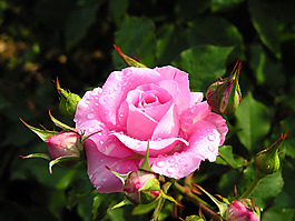 位圖 植物攝影 花卉 花朵 免費(fèi)素材