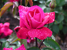 位圖 植物攝影 花卉 花朵 免費素材
