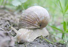 蝸牛圖片
