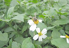 蜜蜂圖片