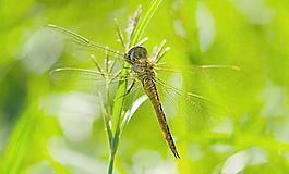 蜻蜓圖片