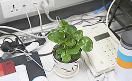 綠色植物圖片