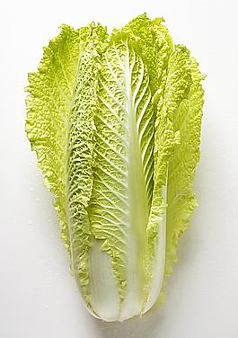 白菜圖片