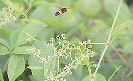 蜜蜂圖片