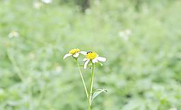 蜜蜂圖片