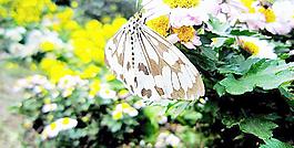蝴蝶 菊花圖片
