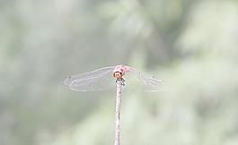 紅蜻蜓圖片