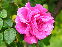 位圖 植物攝影 花卉 花朵 免費素材