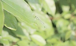 蜻蜓圖片