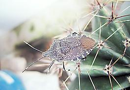 臭大姐圖片