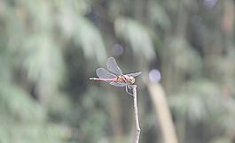 紅蜻蜓圖片