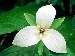 位圖 植物攝影 花卉 花朵 免費(fèi)素材