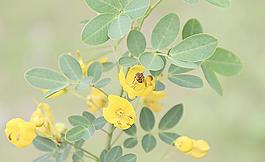 小蜜蜂图片