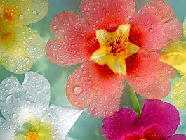 位圖 植物攝影 花卉 花朵 免費(fèi)素材