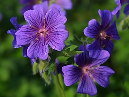 位圖 植物攝影 花卉 花朵 免費素材