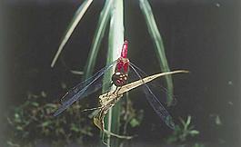 蜻蜓圖片
