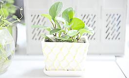 綠植圖片
