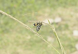 小蜜蜂圖片