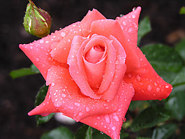 位圖 植物攝影 花卉 花朵 免費(fèi)素材