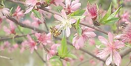 蜜蜂采花釀蜜圖片
