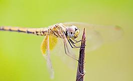 蜻蜓圖片