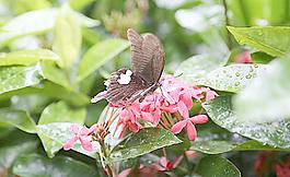 花蝴蝶圖片