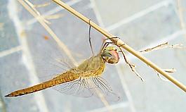 蜻蜓圖片