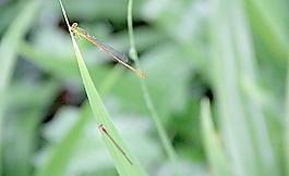 蜻蜓圖片