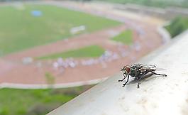 蒼蠅圖片