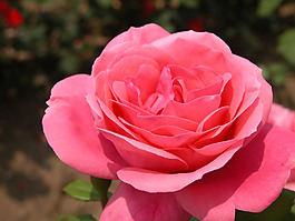 位圖 植物攝影 花卉 花朵 免費(fèi)素材