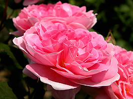 位圖 植物攝影 花卉 花朵 免費(fèi)素材