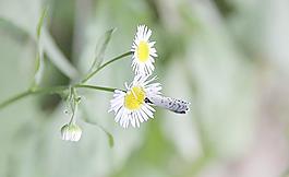 花與蝴蝶圖片