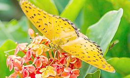 蝶戀花圖片