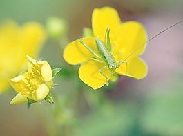 黃色花 蚱蜢圖片